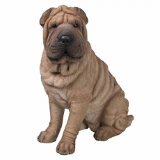 Shar Pei